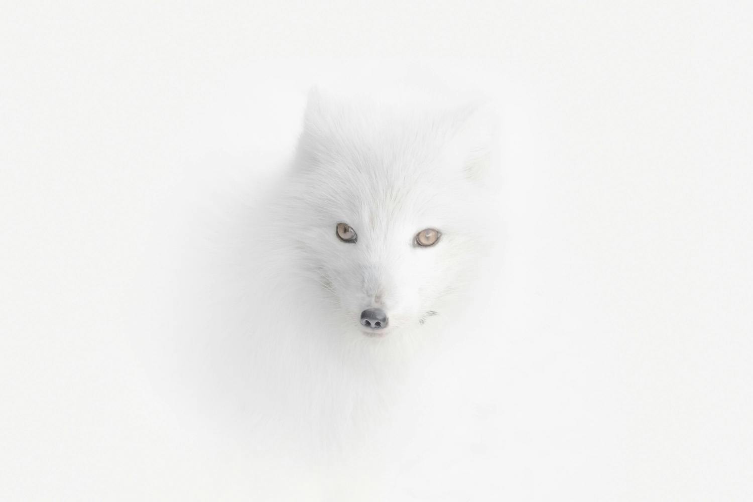 1 tpoty 2020 win1 valekseev 2 valkoinen kettu lumi Travel Photographer of the Year